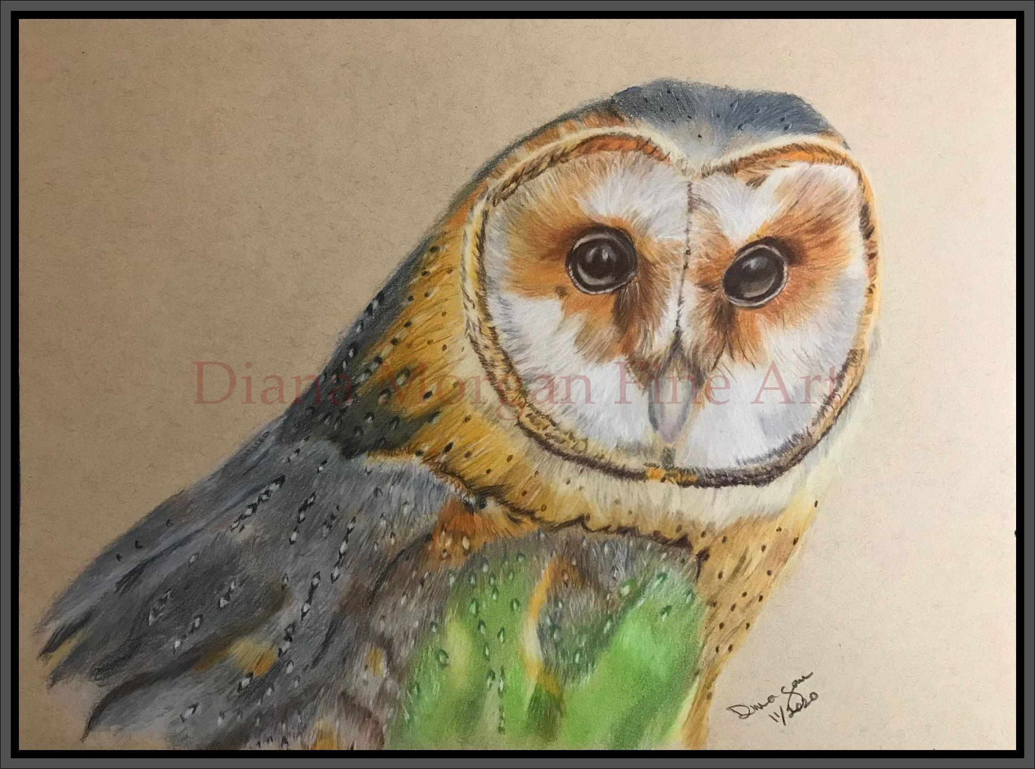 Barn Owl